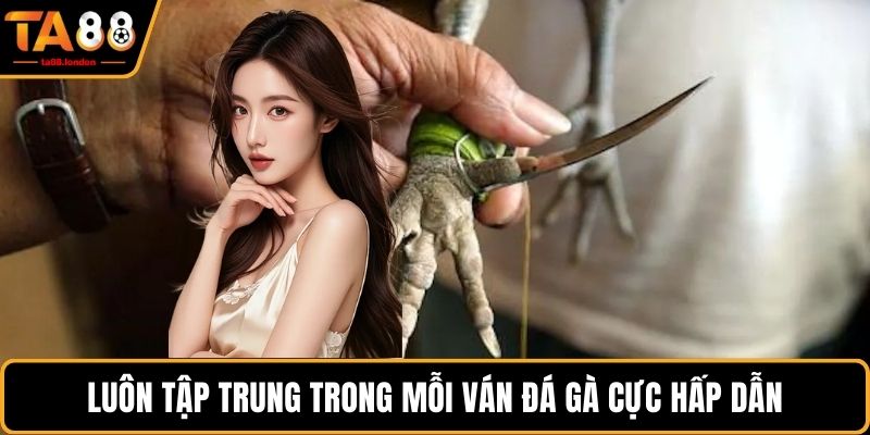 Luôn tập trung trong mỗi ván đá gà cực hấp dẫn
