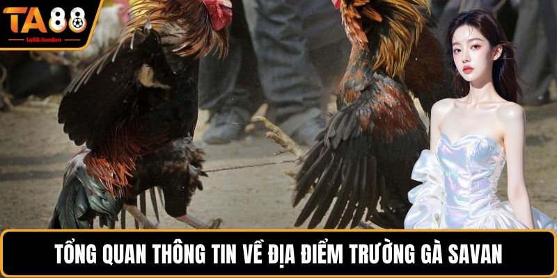Tổng quan thông tin về địa điểm trường gà Savan